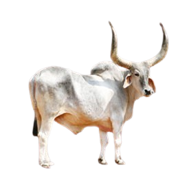 कांकरेज / Kankrej
