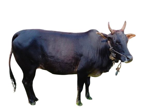 कासरगोड / Kasaragod