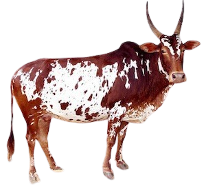 बरगुर / Baragur