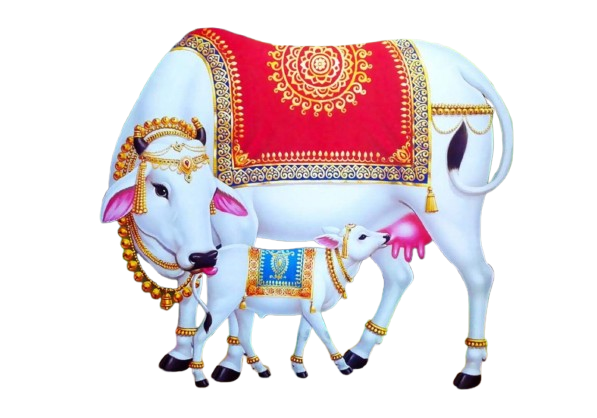 Cow