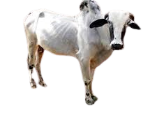 देवनी / Deoni