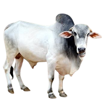 गाओलाओ / Gaolao