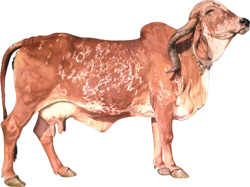 गिर / Gir