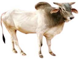 हरियाना / Hariana
