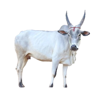 कंगायम / Kangayam