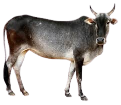 केनकथा / Kenkathaa