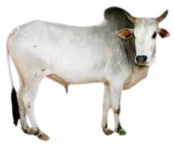 केरीघर / Kerighar