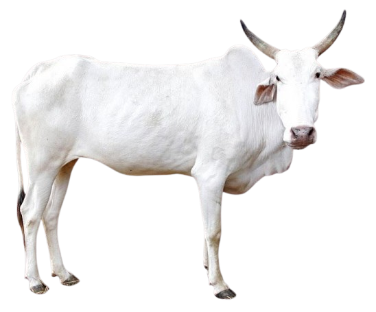खिल्लारी / Khilari