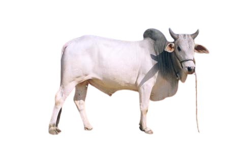 मालवी / Malvi