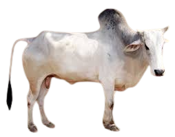 नागौरी / Nagori