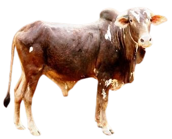 निमाड़ी / Nimari
