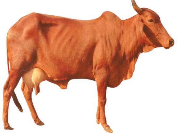सिंधी / Sindhi