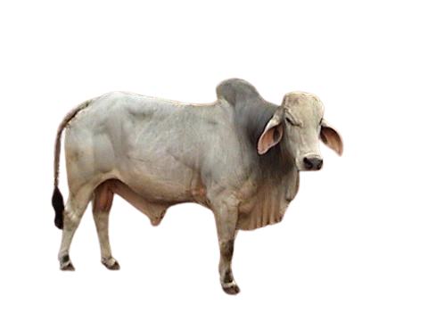 थारपारकर / Tharparkar