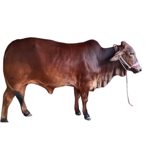 वेंचूर / Venchur